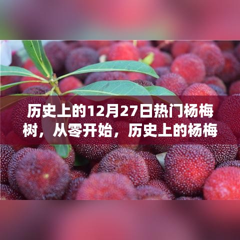 歷史上的楊梅樹種植手冊，從初植到繁榮——12月27日的楊梅樹特別篇章