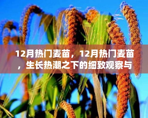 12月麥苗生長熱潮，細致觀察與理性思考