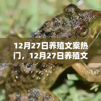 12月27日養(yǎng)殖文案熱門產(chǎn)品評測與探討