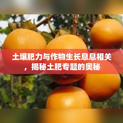 土壤肥力與作物生長(zhǎng)息息相關(guān)，揭秘土肥專題的奧秘