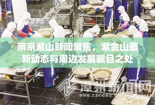 南京紫山新聞聚焦，紫金山最新動(dòng)態(tài)與周邊發(fā)展矚目之處