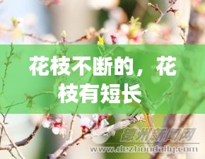 花枝不斷的，花枝有短長 