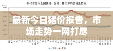 最新今日豬價(jià)報(bào)告，市場(chǎng)走勢(shì)一網(wǎng)打盡