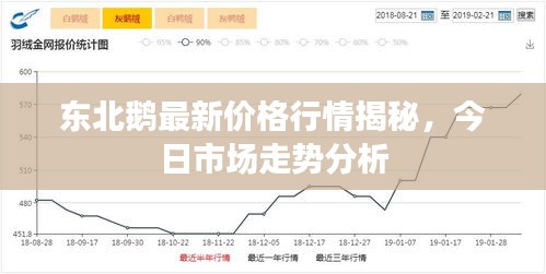 東北鵝最新價(jià)格行情揭秘，今日市場(chǎng)走勢(shì)分析