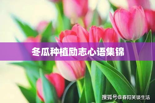 冬瓜種植勵志心語集錦