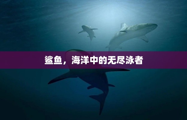 鯊魚，海洋中的無盡泳者