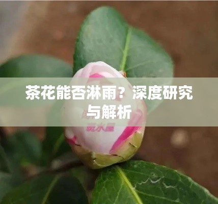 茶花能否淋雨？深度研究與解析