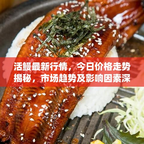 活鰻最新行情，今日價(jià)格走勢(shì)揭秘，市場(chǎng)趨勢(shì)及影響因素深度剖析