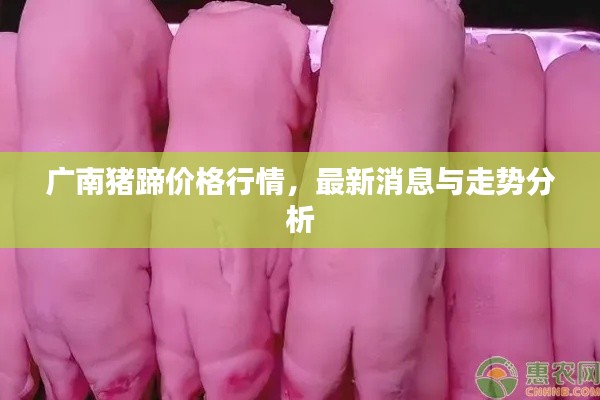 廣南豬蹄價格行情，最新消息與走勢分析