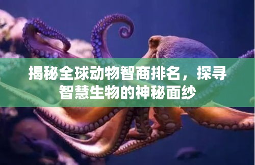 揭秘全球動物智商排名，探尋智慧生物的神秘面紗