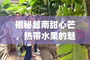 揭秘越南甜心芒，熱帶水果的魅力探秘之旅