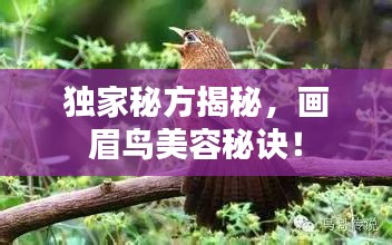 獨家秘方揭秘，畫眉鳥美容秘訣！