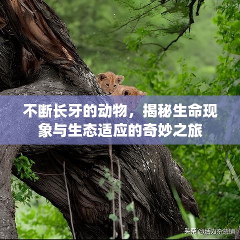 不斷長牙的動物，揭秘生命現(xiàn)象與生態(tài)適應(yīng)的奇妙之旅