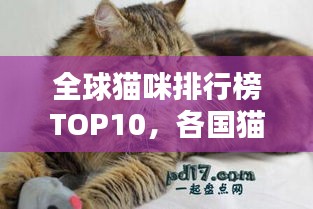 全球貓咪排行榜TOP10，各國貓咪實力比拼！