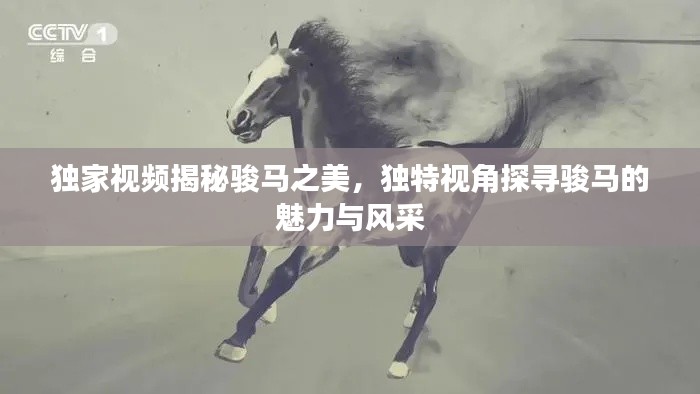 獨(dú)家視頻揭秘駿馬之美，獨(dú)特視角探尋駿馬的魅力與風(fēng)采